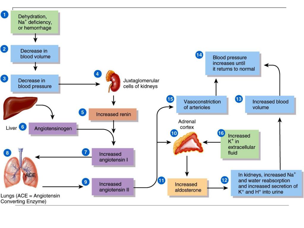 secretes cortisol and aldosterone