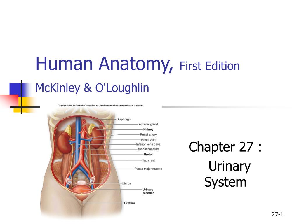 Анатомия человека 1. Urinary System Anatomy. General Anatomy of Urinary System. Urinary System Anatomy на англ. Urinary System Anatomy pregnant.