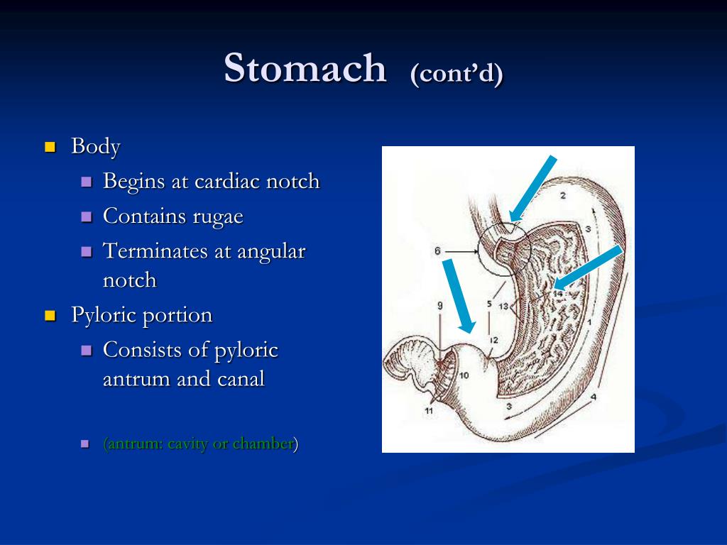 PPT - Radiography of the GI System PowerPoint Presentation, free