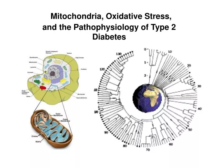 mitochondria oxidative stress and the pathophysiology of type 2 diabetes n.