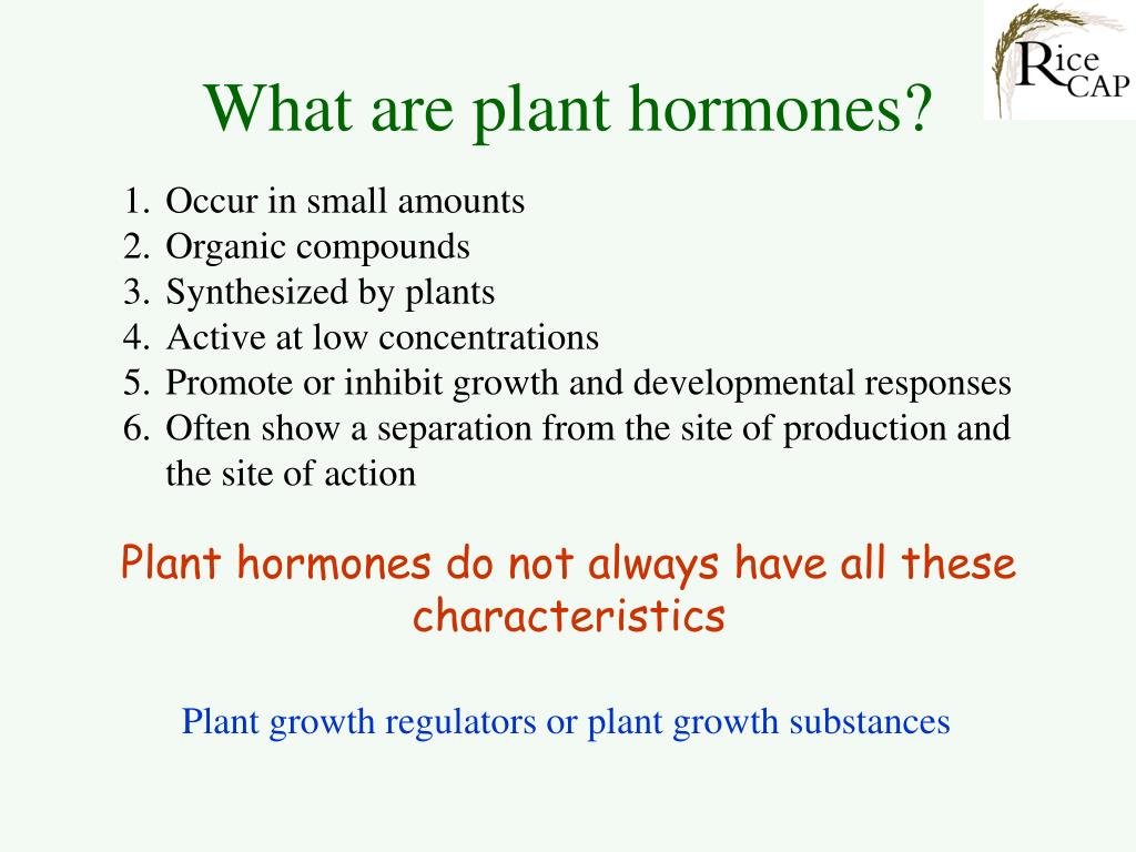 ppt-plant-hormones-powerpoint-presentation-free-download-id-281416