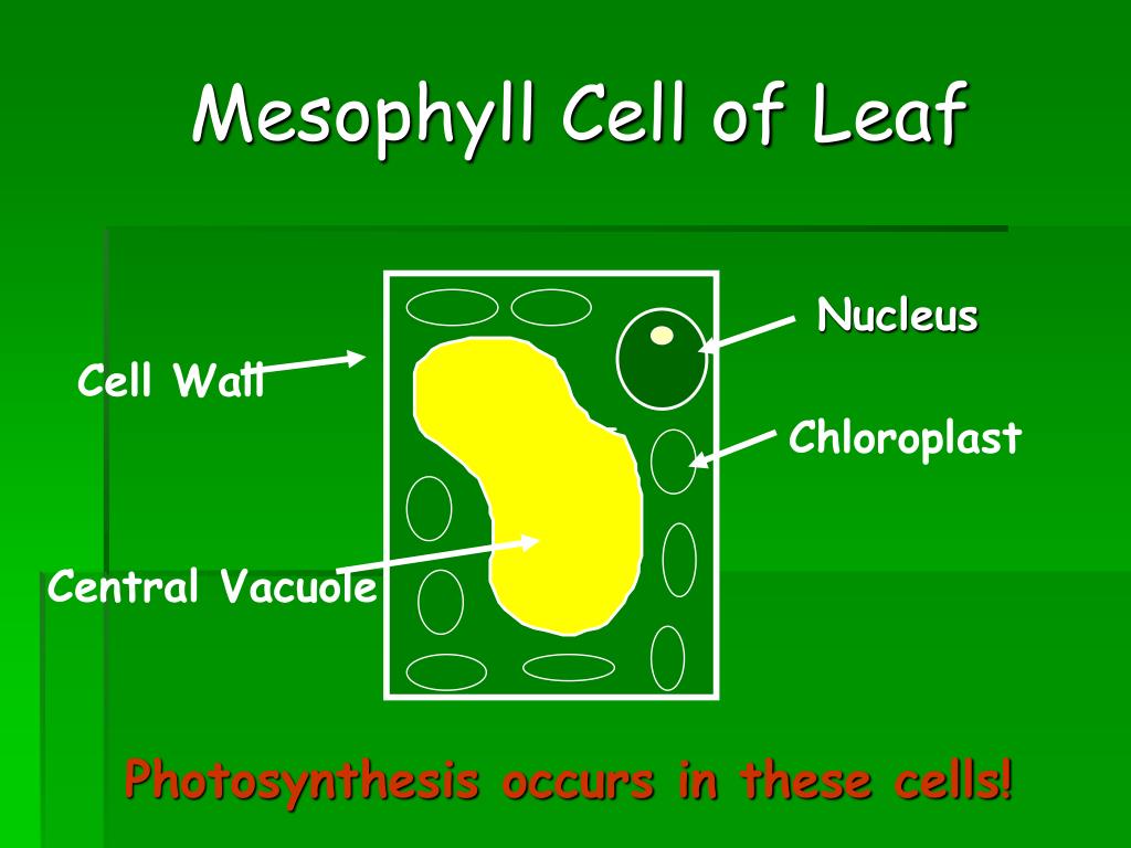 PPT - PHOTOSYNTHESIS PowerPoint Presentation, free ...
