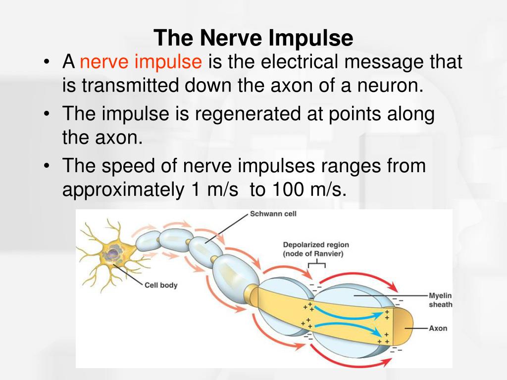 PPT - Chapter 2 Nerve Cells and Nerve Impulses PowerPoint Presentation