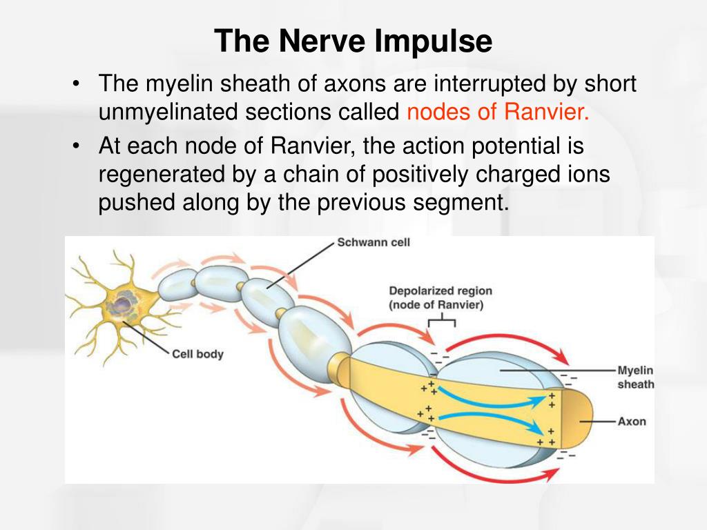 nerve impulse travel path
