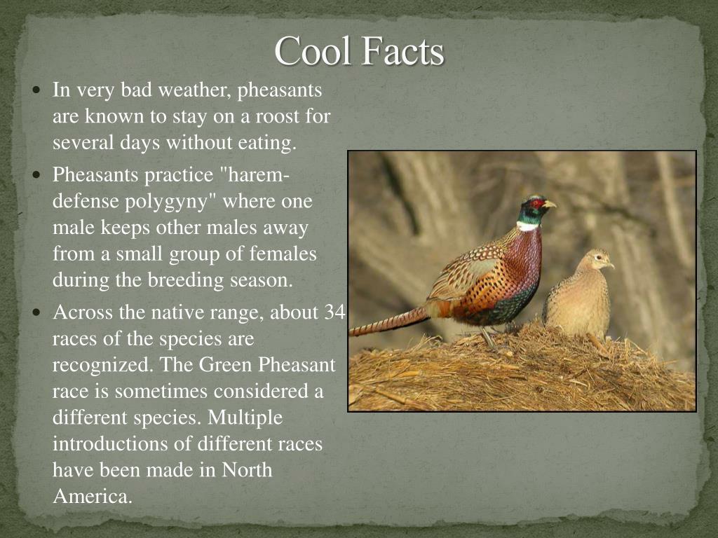 The first ring-necked pheasants introduced into the United States arrive at  Port Townsend on March 13, 1881. 