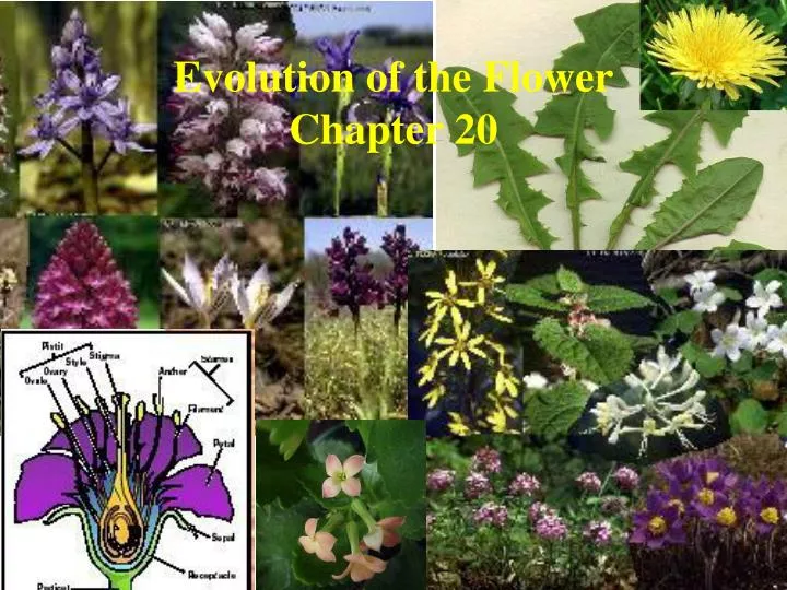 evolution of the flower chapter 20 n.