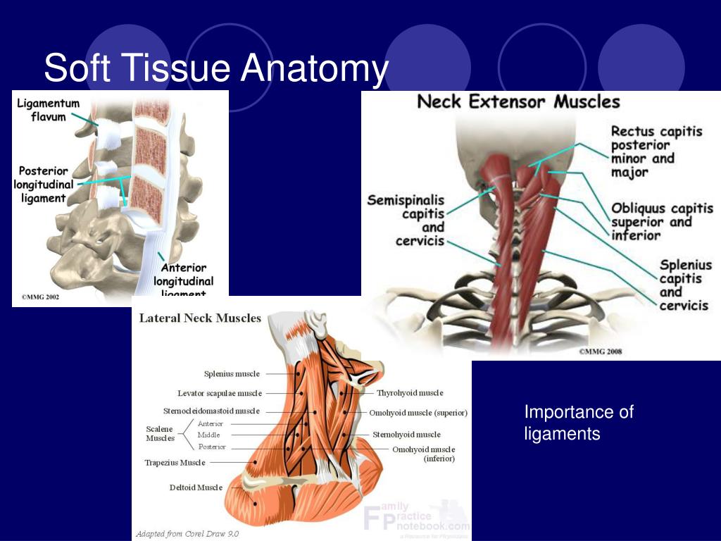 CERVICAL SPINE INJURIES PowerPoint Presentation, free download ... Biology Diagrams