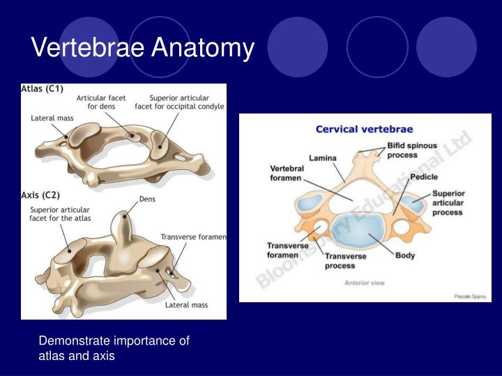 PPT - CERVICAL SPINE INJURIES PowerPoint Presentation - ID:289834