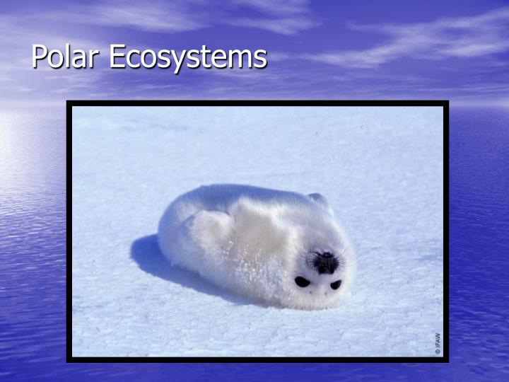 PPT Freshwater and Marine Ecosystems PowerPoint Presentation ID29058
