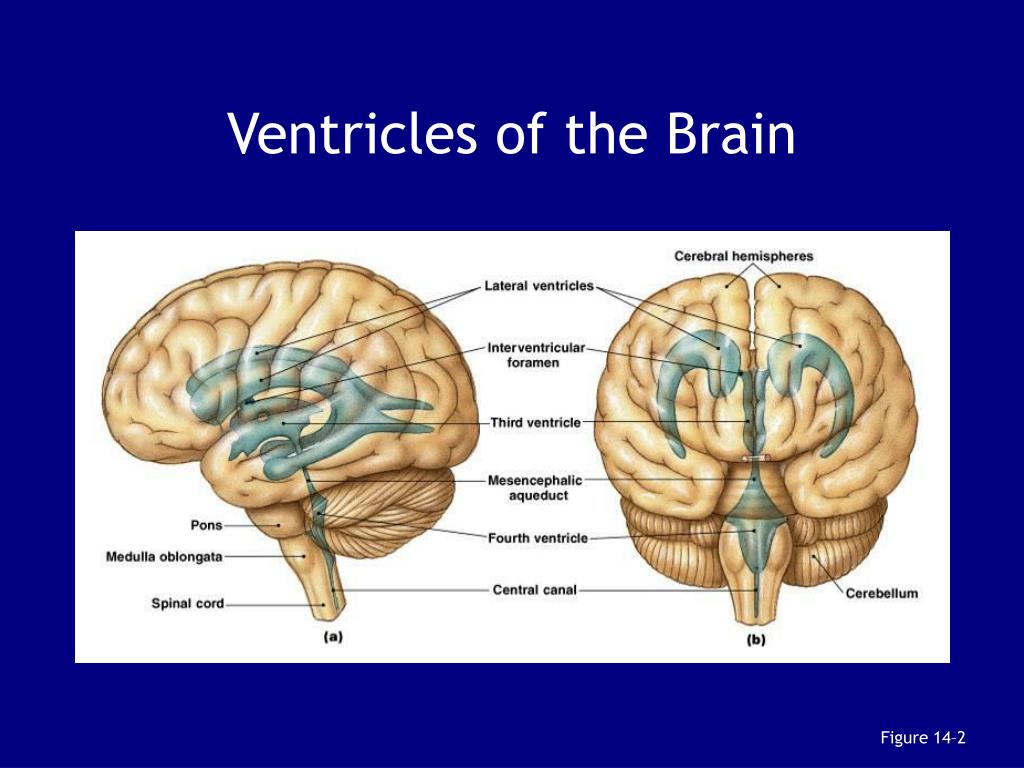 PPT - Principal Parts of the Brain PowerPoint Presentation ...