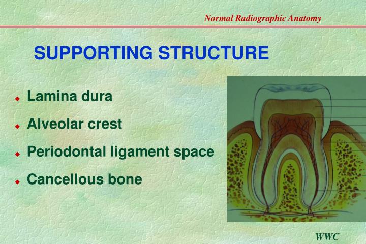 PPT - Normal Radiographic Anatomy- Based on Intraoral Films PowerPoint