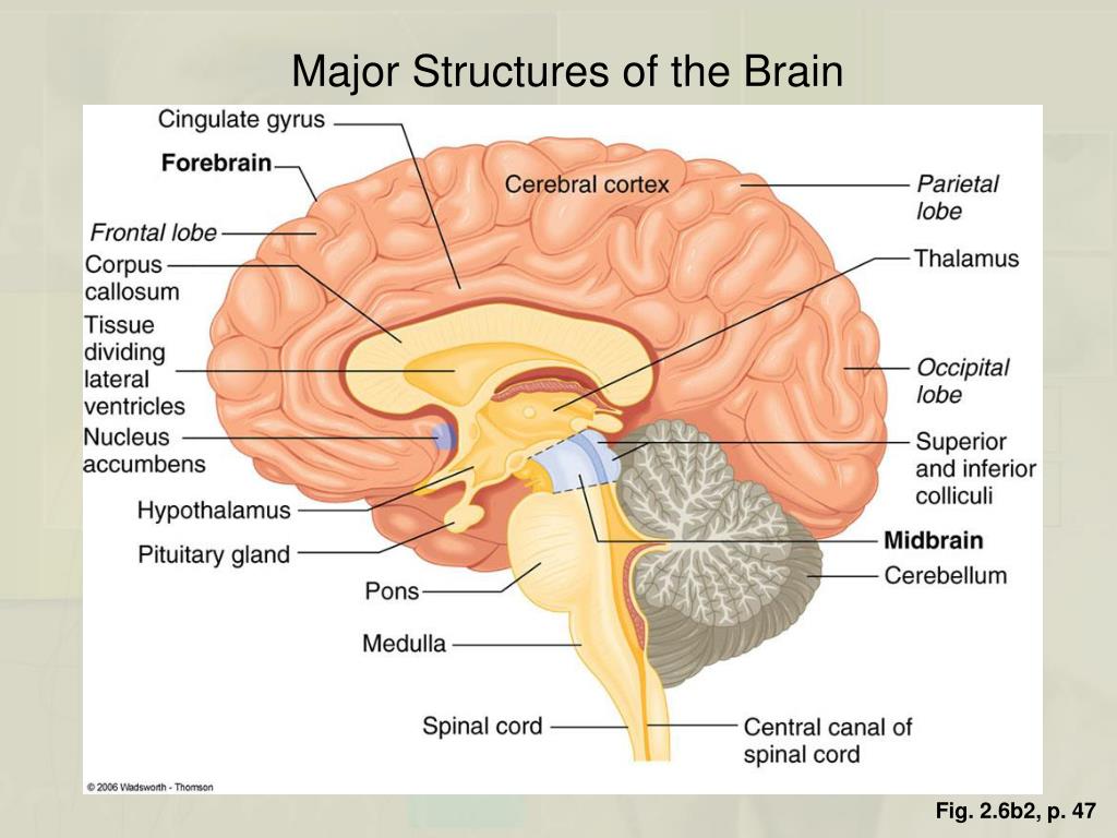 Human structure. Brain structure. Parts and structures of the Brain. Parts of Brain and their function. Physical structure of the Human Brain.