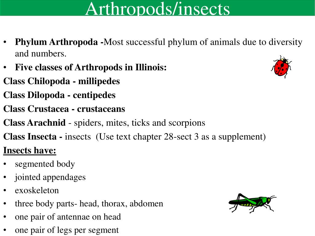PPT - Arthropods/insects PowerPoint Presentation, free download - ID:292999