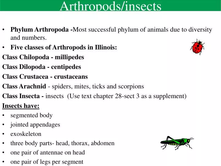 ppt-arthropods-insects-powerpoint-presentation-free-download-id-292999