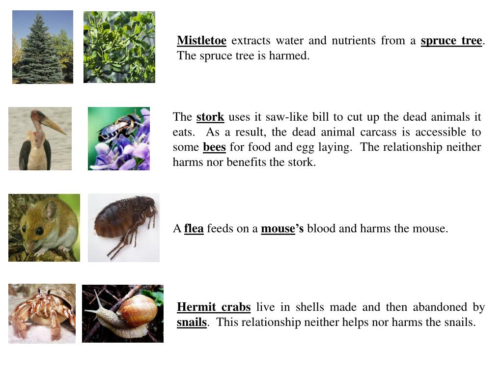 Symbiotic Relationships Worksheet Good Buddies