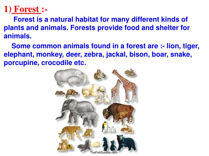 PPT - CHAPTER - 17 Forests : Our lifeline PowerPoint Presentation, free  download - ID:293181