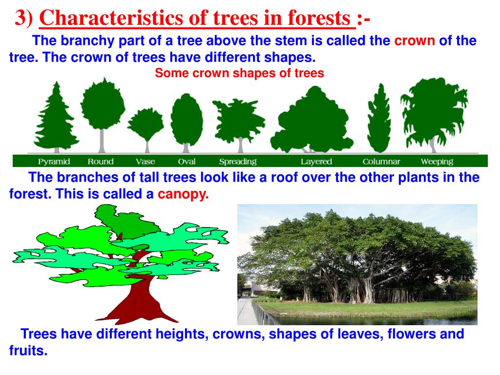 Crown Shapes Of Trees at Jeff Gates blog