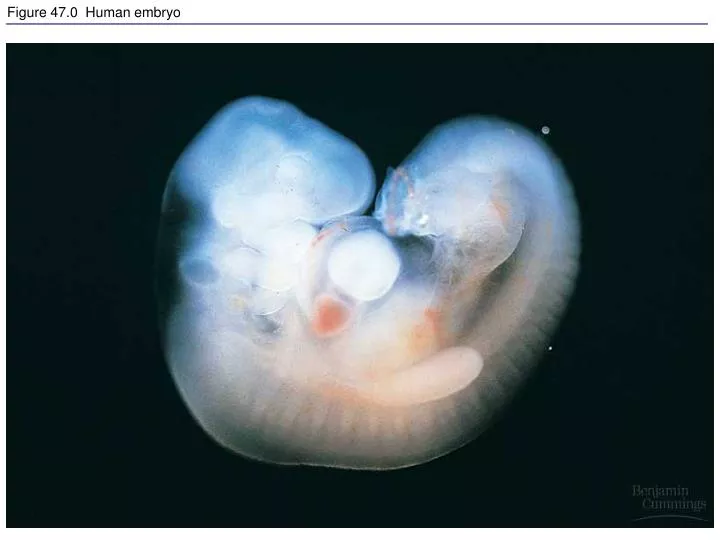 figure 47 0 human embryo n.