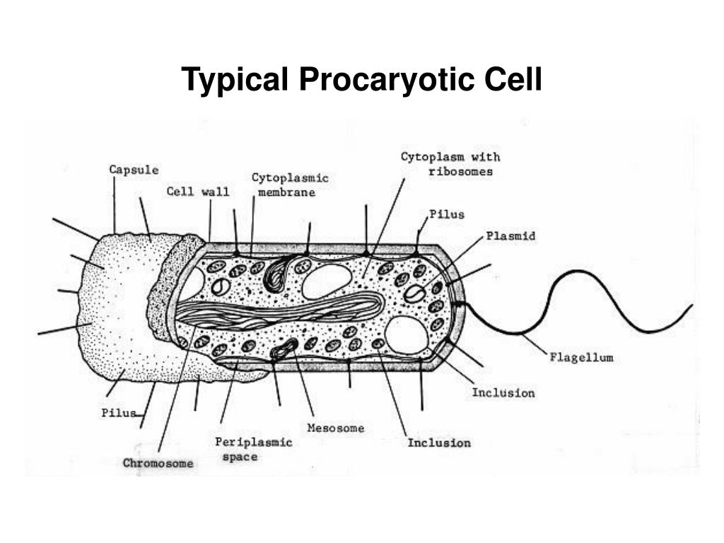 Что входит в клетки прокариот