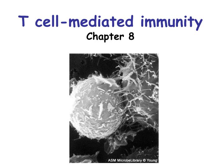 t cell mediated immunity chapter 8 n.