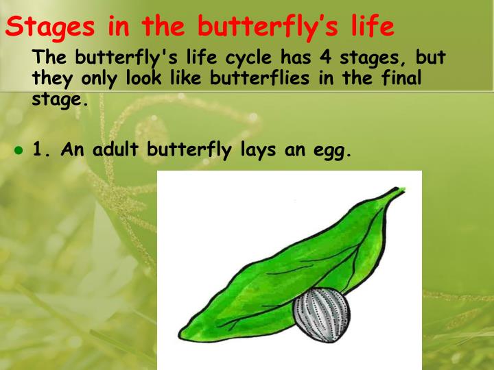 PPT Interesting and fun facts about butterflies! PowerPoint