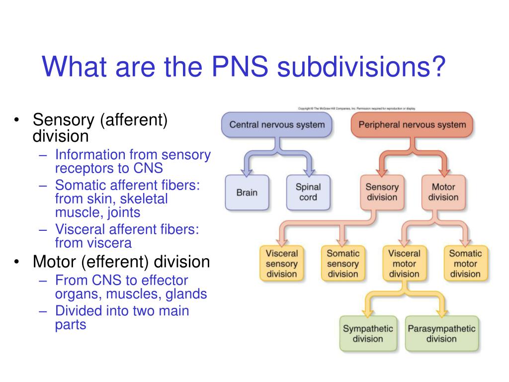 PPT - Nerve physiology PowerPoint Presentation, free download - ID:29865