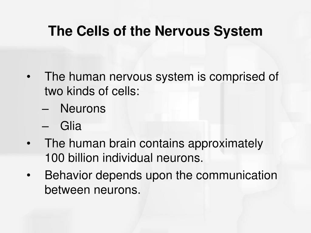 PPT - Chapter 2 Nerve Cells and Nerve Impulses PowerPoint Presentation