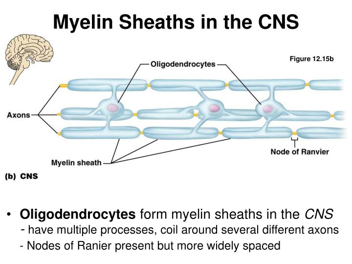 PPT - Fundamentals of the NS and Nervous Tissue PowerPoint Presentation ...