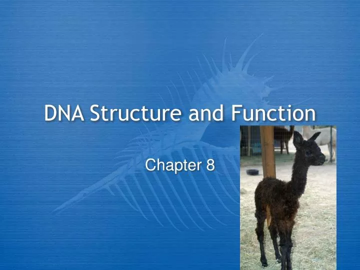 dna structure and function n.