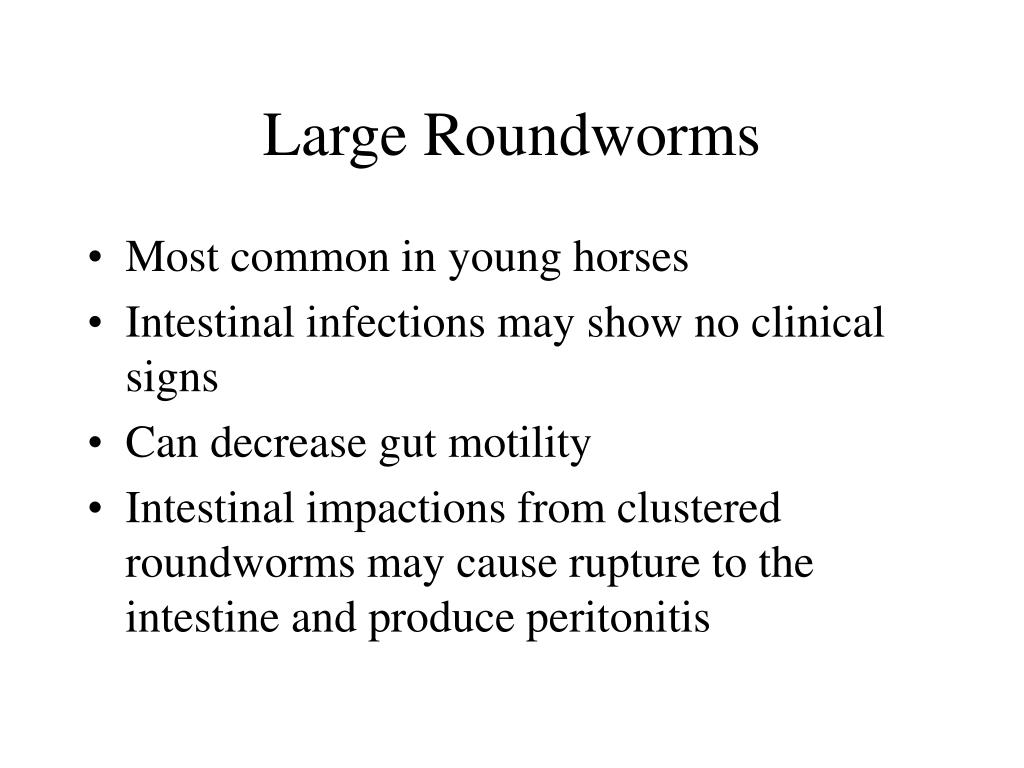 PPT Internal Parasites in Horses PowerPoint Presentation, free download ID299307
