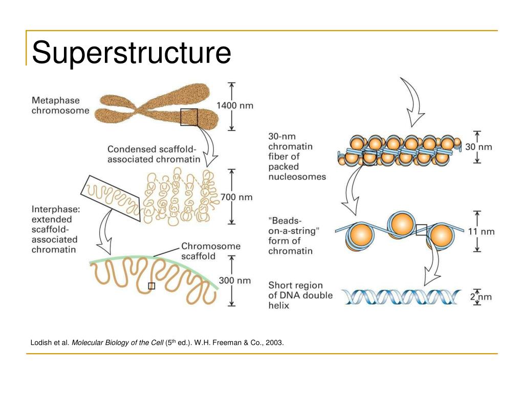 Праймер биология. Уровни упаковки ДНК В хромосоме. Суперскрученность ДНК. Суперспирализация ДНК. Скаффолд хромосомы.