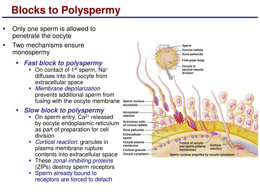 PPT Lecture 24 Embryonic Fetal Development PowerPoint 
