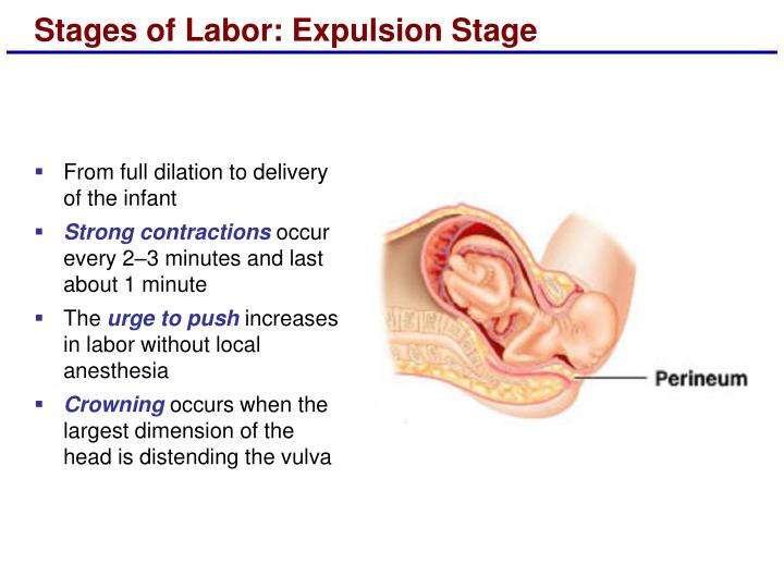 PPT - Lecture 24 Embryonic & Fetal Development PowerPoint Presentation ...