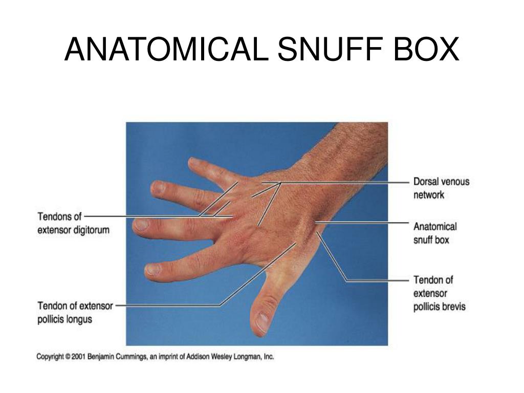 PPT UPPER EXTREMITY 2 PowerPoint Presentation Free Download ID 300626 PPT UPPER EXTREMITY 2 PowerPoint Presentation Free Download ID 300626