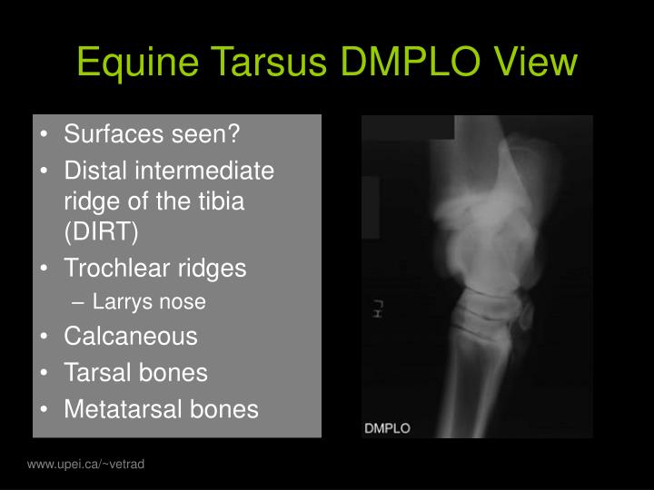 PPT - Normal Radiographic Anatomy of the Equine Hind Limb PowerPoint
