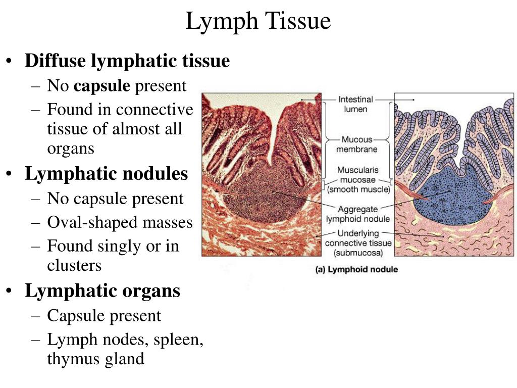 PPT - Lymphatic System PowerPoint Presentation - ID:300898