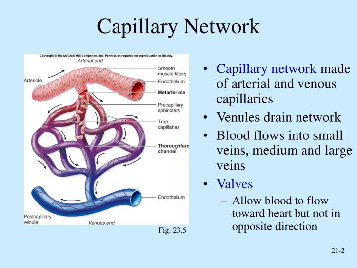 PPT - Lecture 19 PowerPoint Presentation - ID:300923