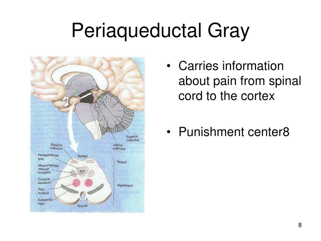 PPT - Introduction to the nervous System PowerPoint Presentation, free