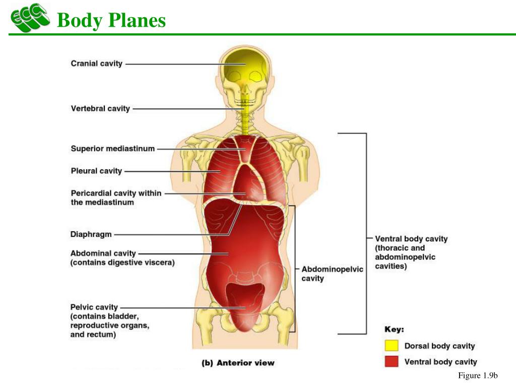 Брюшная и грудная полость тела. Полости организма. Полости человека. Полости тела человека анатомия. Части тела полости тела анатомия.