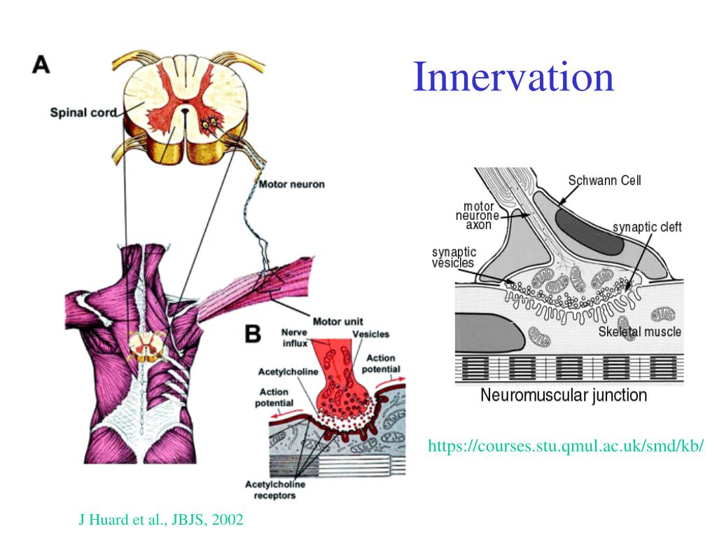 PPT Skeletal Muscle 1 PowerPoint Presentation Free Download ID 30150 PPT Skeletal Muscle 1 PowerPoint Presentation Free Download ID 30150