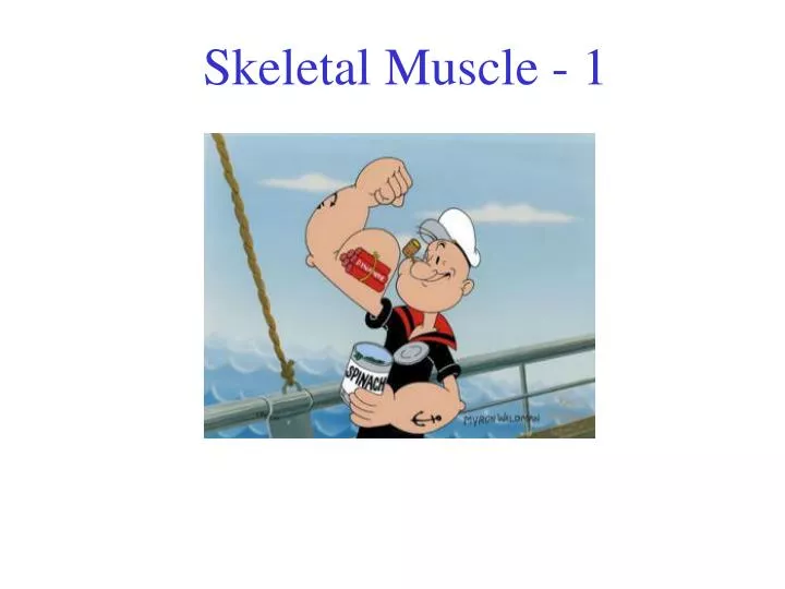 skeletal muscle 1 n.