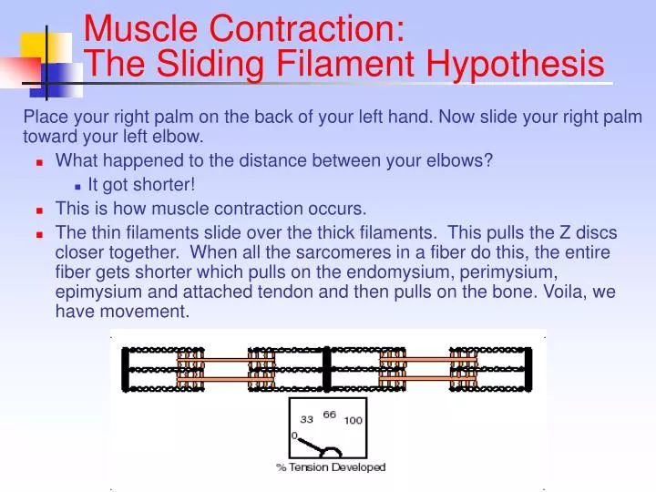 muscle contraction the sliding filament hypothesis n.