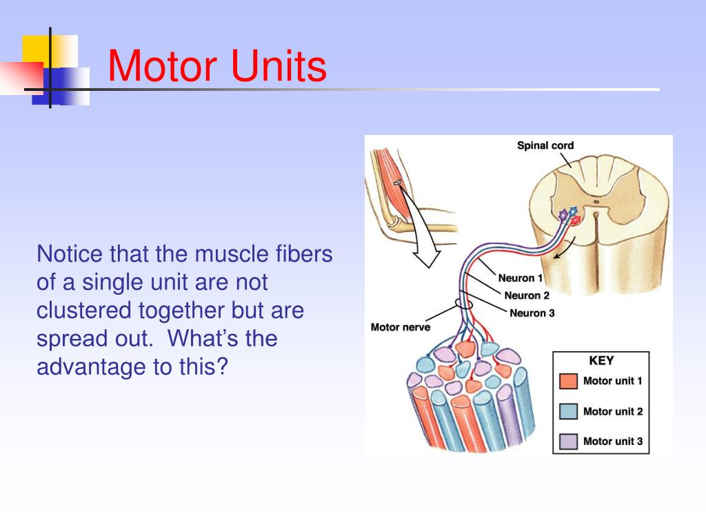 motor unit recruitment definition anatomy