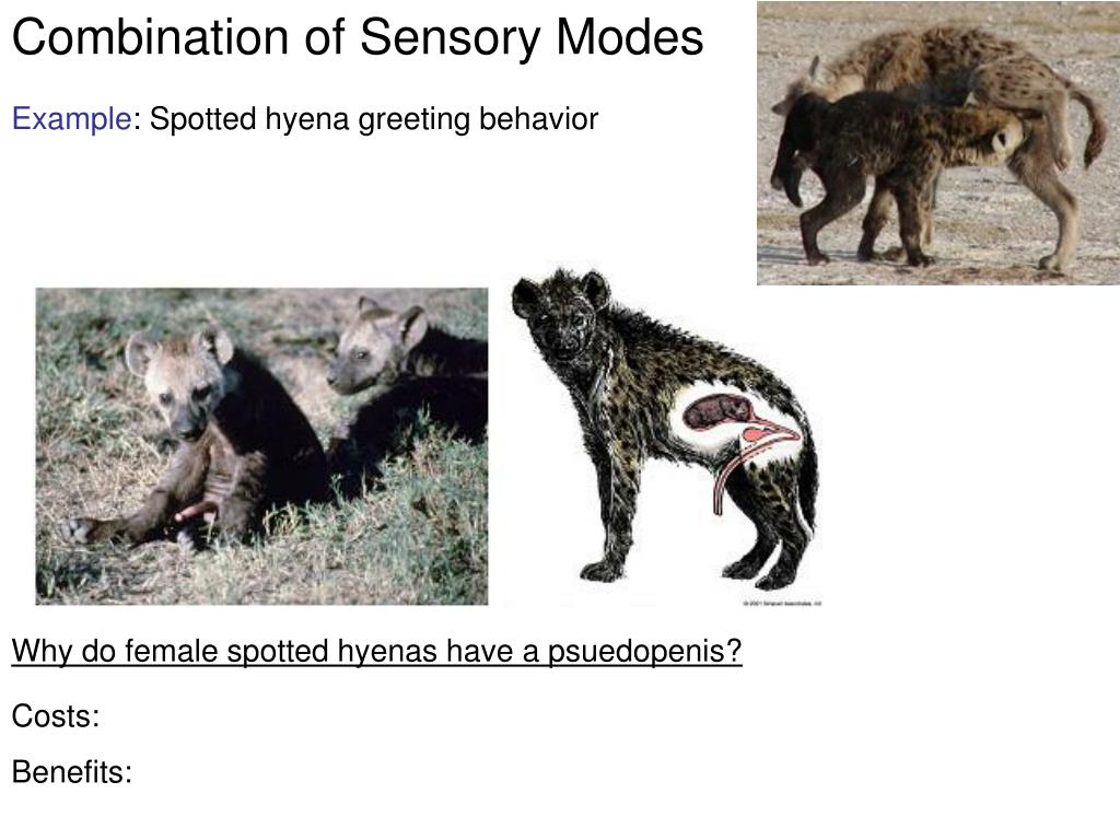 PPT - Animal Communication: Introduction and Evolutionary History