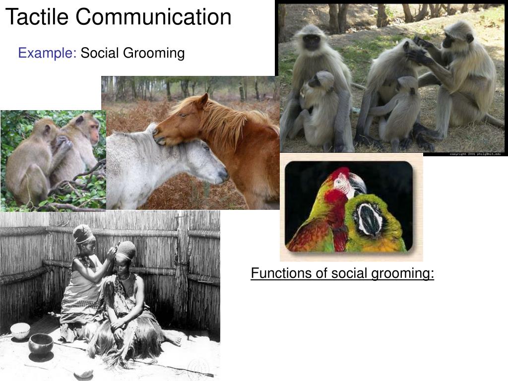 PPT - Animal Communication: Introduction and Evolutionary History  PowerPoint Presentation - ID:301756