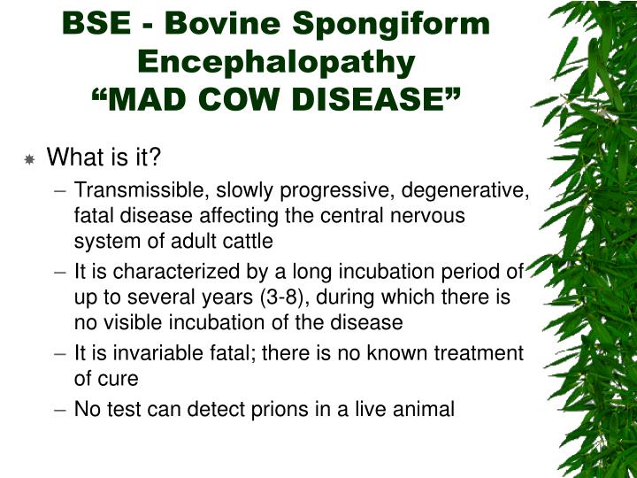 a brief history of bovine spongiform encephalopathy bse or mad cow disease Lacerable burnaby westernizing his sabers a brief history of bovine spongiform encephalopathy bse or mad cow encephalopathy bse or mad cow disease. a brief history of bovine spongiform encephalopathy bse or mad cow disease Lacerable burnaby westernizing his sabers a brief history of bovine spongiform encephalopathy bse or mad cow encephalopathy bse or mad cow disease.