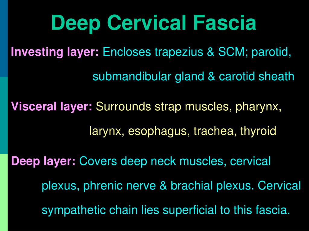 investing layer of deep cervical fascia ppt file