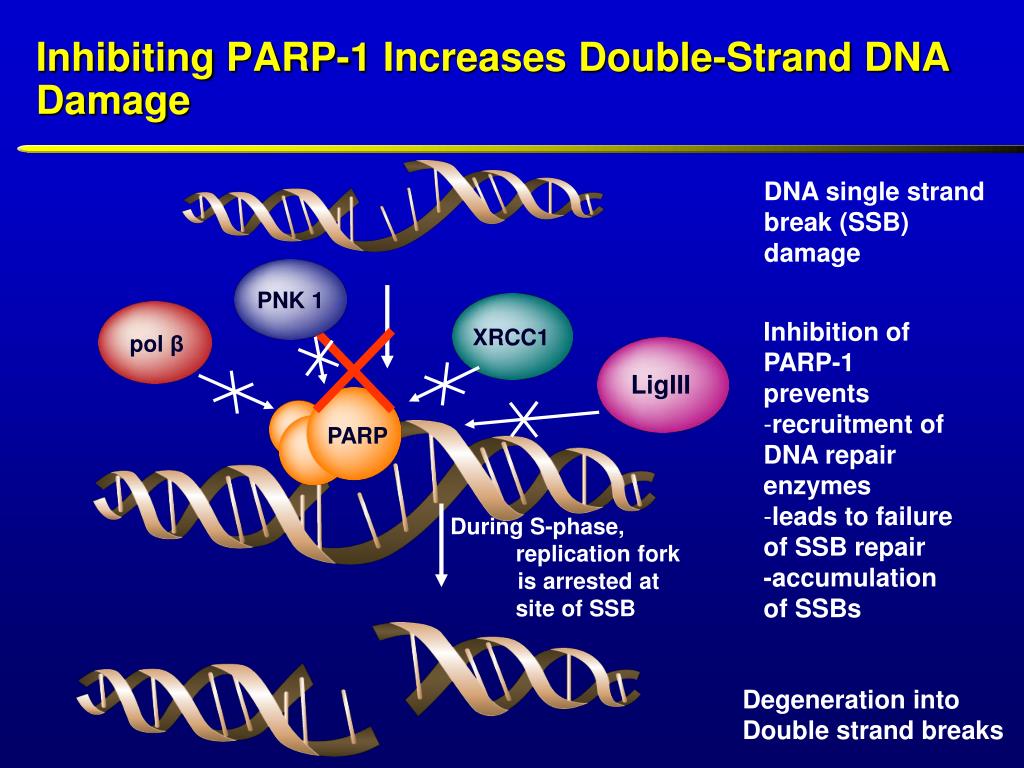Парп 1. Parp1 inhibitors. Парп ингибиторы. Ингибиторы PARP препараты. PARP ингибиторы показания.