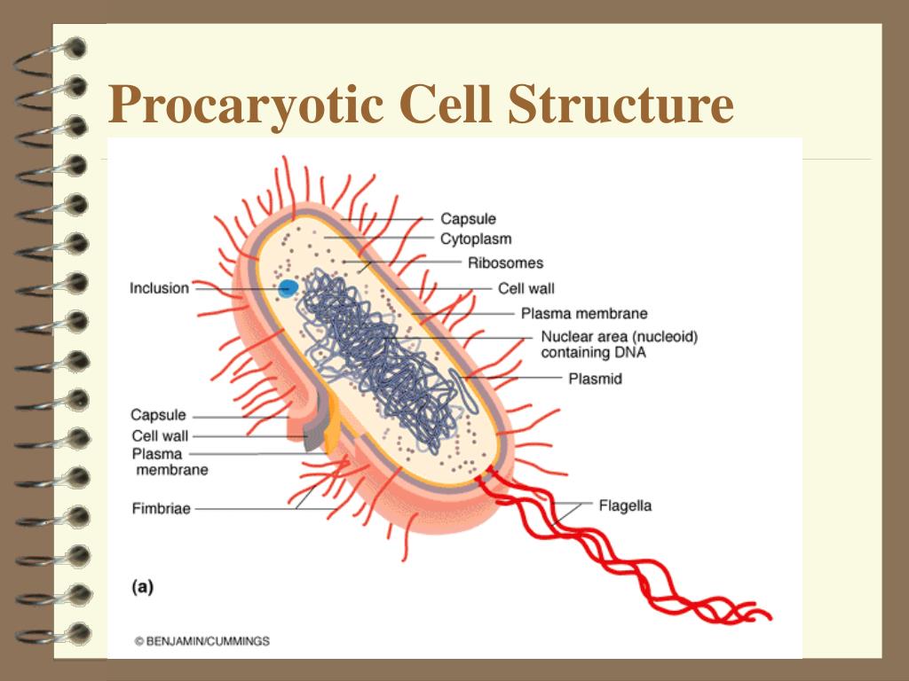 Цитоплазма прокариотическая клетка