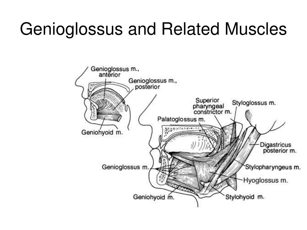 PPT - Anatomy of Resonation and Articulation Chapter 6 PowerPoint